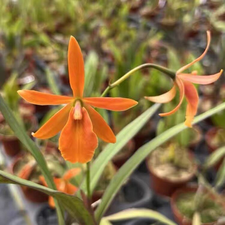 树兰 Hsinying Orange 室内办公室花卉盆栽绿植客厅 卧室洋兰花