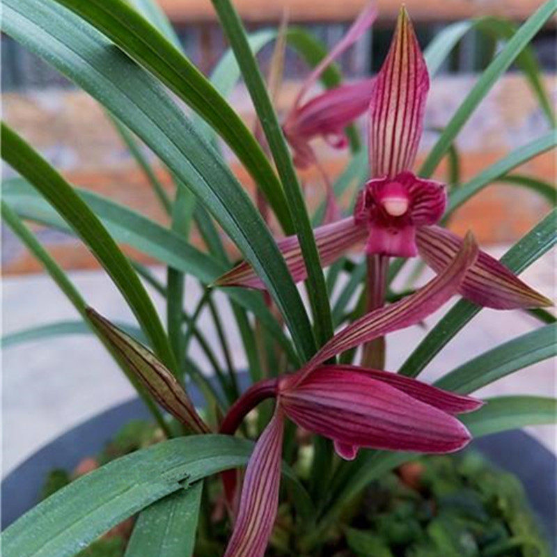 名贵兰花苗春兰红楼梦阳台室内客厅好养活美观花卉盆栽植物包邮