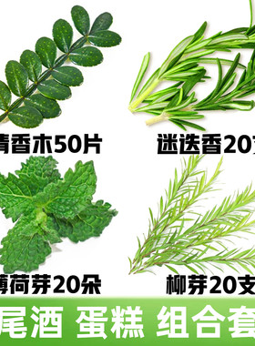 黄金柳芽迷迭香清香木叶子网红蛋糕烘焙鸡尾酒调酒装饰摆盘花草