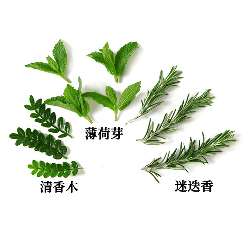清香木叶子胡椒木薄荷芽组合夏天饮品装饰点缀蛋糕烘培装饰叶子