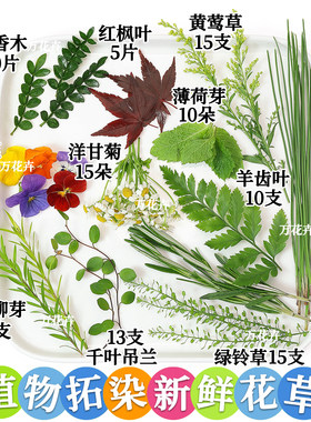 拓印植物敲拓染绿叶花卉新鲜材料diy儿童手工活动帆布袋书签押花