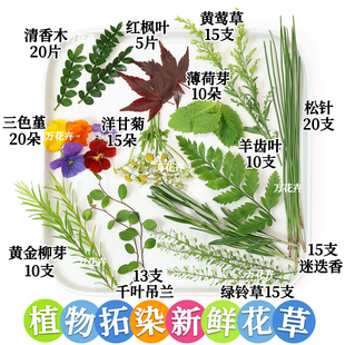 拓印植物敲拓染绿叶花卉新鲜材料diy儿童手工活动帆布袋书签押花