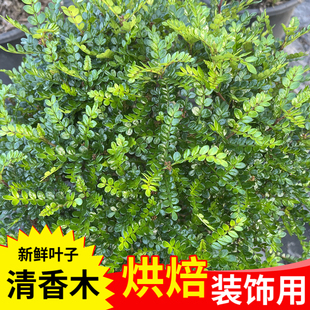 新鲜清香木叶子网红提拉米苏蛋糕烘焙甜品饮料摆盘装饰花草摆件