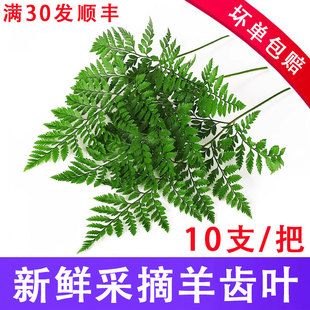 新鲜高山羊齿叶西餐厅摆盘装饰日料海鲜刺身点缀调酒蛋糕咖啡甜品