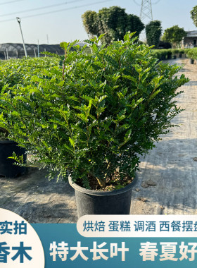 清香木摆盘装饰基地实拍