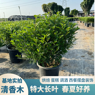 商用满叶清香木绿植盆栽烘焙蛋糕调酒提拉米苏装 饰摆盘绿叶花草