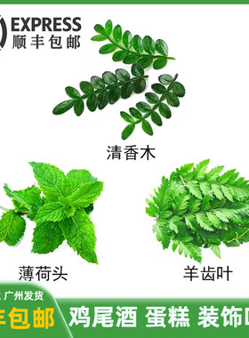 鸡尾酒饮料装饰叶子薄荷叶清香木叶子烘焙点缀绿叶迷迭香网红花草