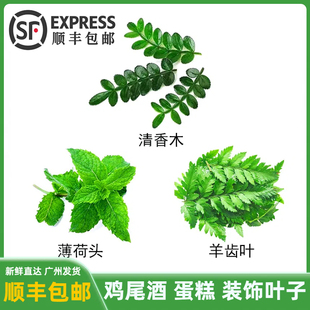 鸡尾酒饮料装饰叶子薄荷叶清香木叶子烘焙点缀绿叶迷迭香网红花草