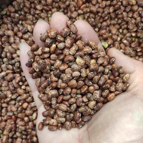 2025年新收小花豆串花豇豆赤小豆老式红豆熊猫豆威海特产农家自种