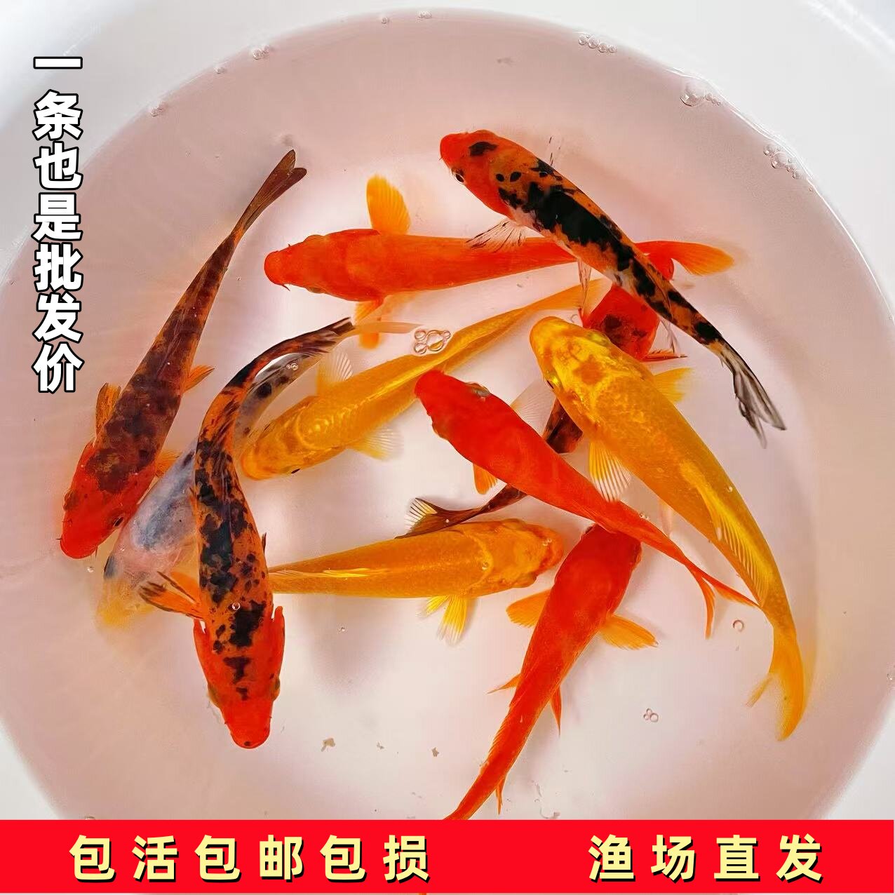 混搭黄金三色锦鲤鱼苗观赏鱼苗冷水淡水自来水鱼新手易养包活包邮