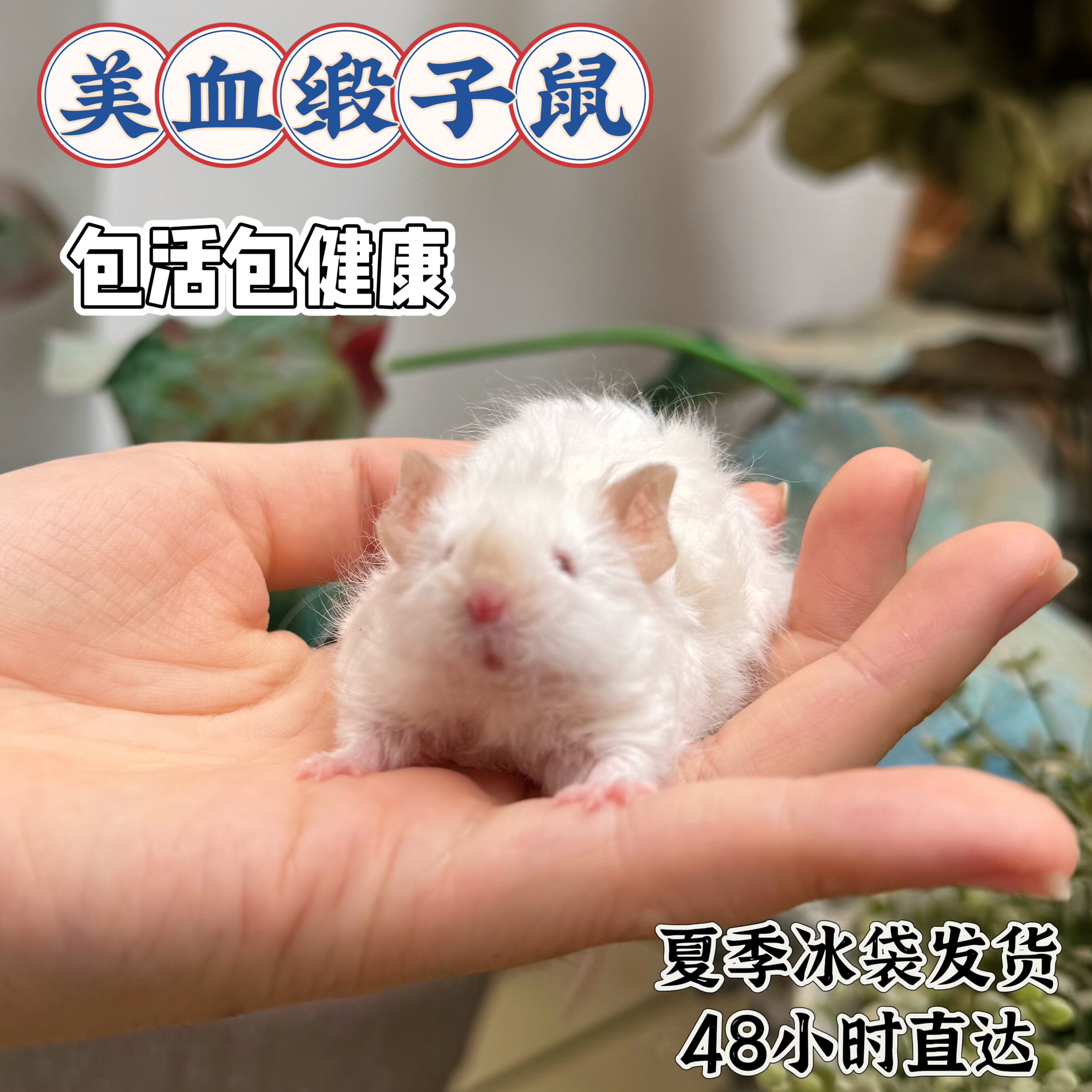 美血缎子鼠长毛卷毛暹罗金色宠物鼠小白鼠长不大桌面小宠可爱活体