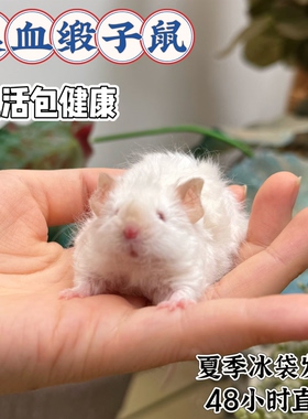 美血缎子鼠长毛卷毛暹罗金色宠物鼠小白鼠长不大桌面小宠可爱活体