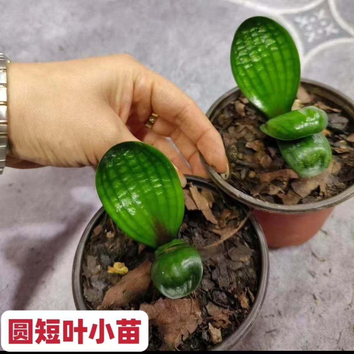 精品君子兰圆头麻脸短叶3-4叶小苗 宽叶和尚室内窗台土培盆栽绿植