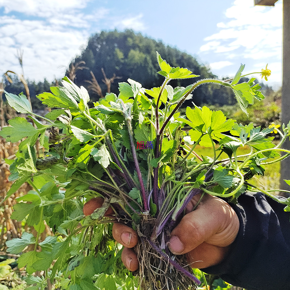 新鲜紫茎扬子毛莨鸭脚板地胡椒中草药材辣子草外用敷起泡草毛芹菜