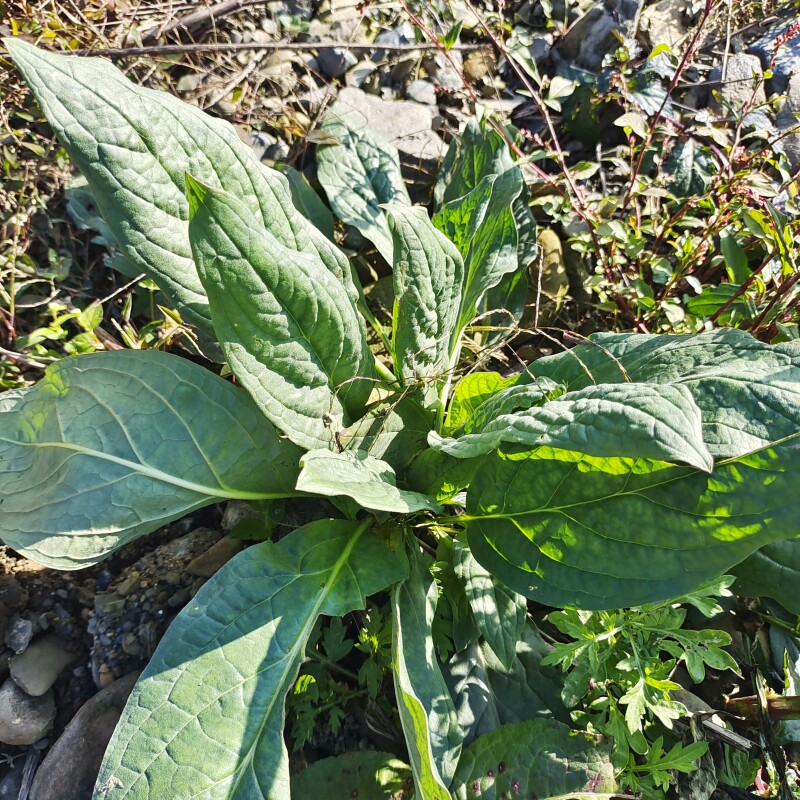 贵州中草药琉璃草勿忘我蓝布群倒提壶中药材狗屎花粘娘娘蓝色小花