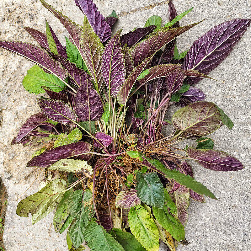 贵州新鲜血盆草 反翻背红 蛤蟆草罗汉草红客麻叶中药当季全草晒干