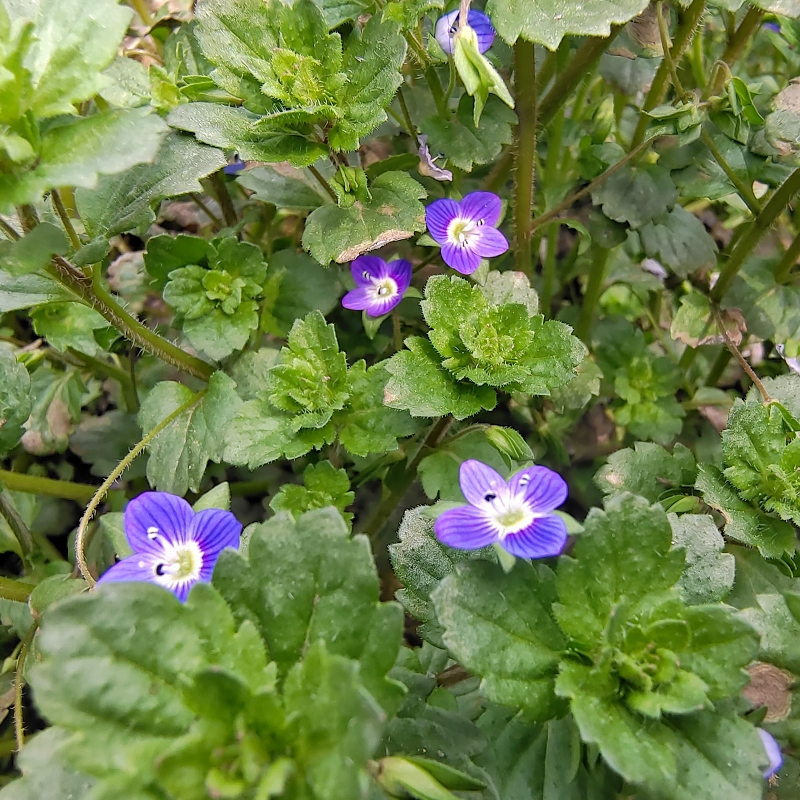 阿拉伯婆婆纳波斯婆婆纳肾子草