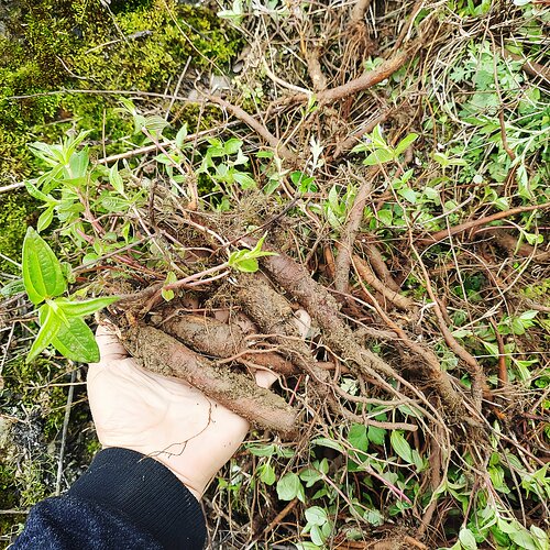 雾水葛糯米藤捆仙绳糯米菜捆仙绳