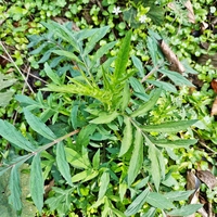 贵州天然中草药材黄花败酱龙芽败酱草新鲜现采败酱草带泥盆栽植物