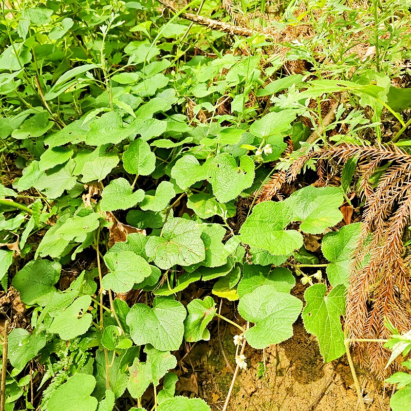 贵州中草药寒莓 肺形草 水漂沙寒刺泡肺痈草大叶漂倒地冬菠虎面菠