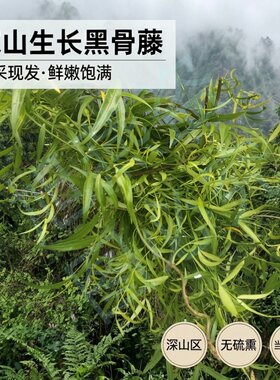 深山新鲜黑骨藤过江龙泡酒料