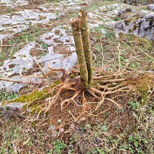 贵州中草药材野花椒根花椒根树根狗屎椒红花椒根新鲜花椒根现挖发