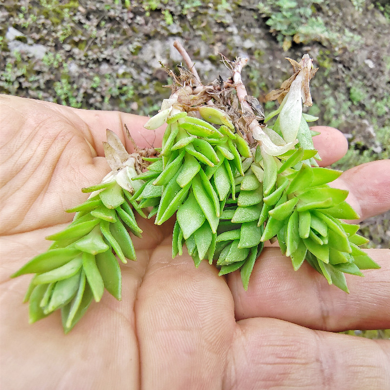 贵州中药材野外食用垂盆草养肝护肝新鲜瓜子草石指甲狗牙瓣蛇丹草