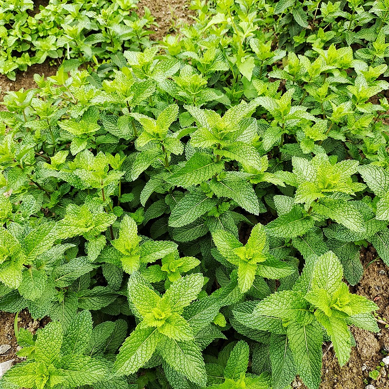 食用鱼香草十香菜石香菜薄荷驱蚊鱼香菜狗肉香留兰香四季盆栽蔬菜