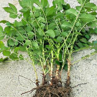 贵州农家新鲜仙鹤草 龙芽草 脱力草 深山狼牙草现挖现发500克包邮