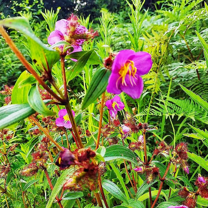 贵州新鲜中草药材钟朝天罐