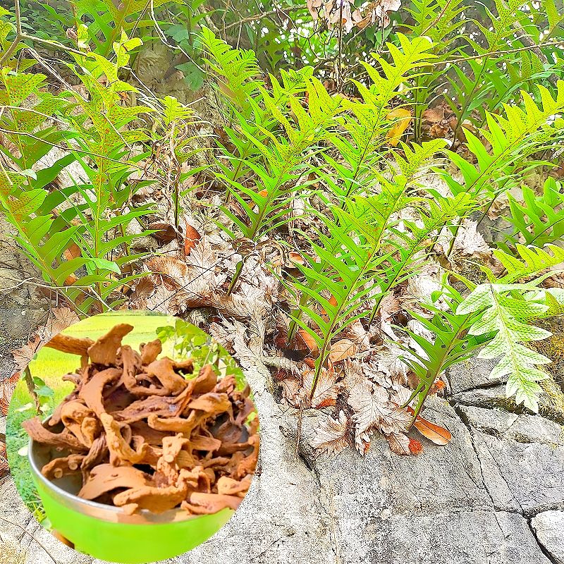 贵州野生新鲜骨碎补毛姜爬岩姜石岩姜接骨猴姜肉煲汤中药材泡酒料