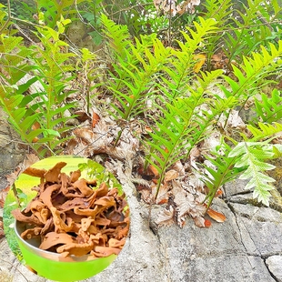 贵州野生新鲜骨碎补毛姜爬岩姜石岩姜接骨猴姜肉煲汤中药材泡酒料