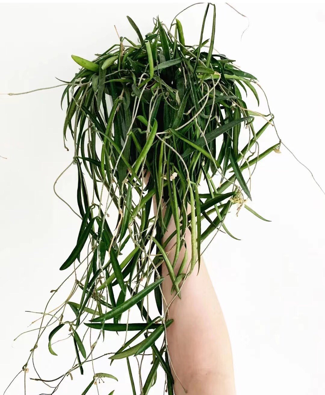 舍菲尔德球兰 牧羊球兰 hoya shepherdii 室内精选盆栽绿植花卉