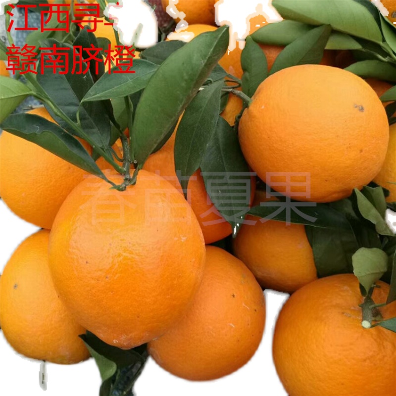 云南新鲜蔬菜当季水果现摘现发