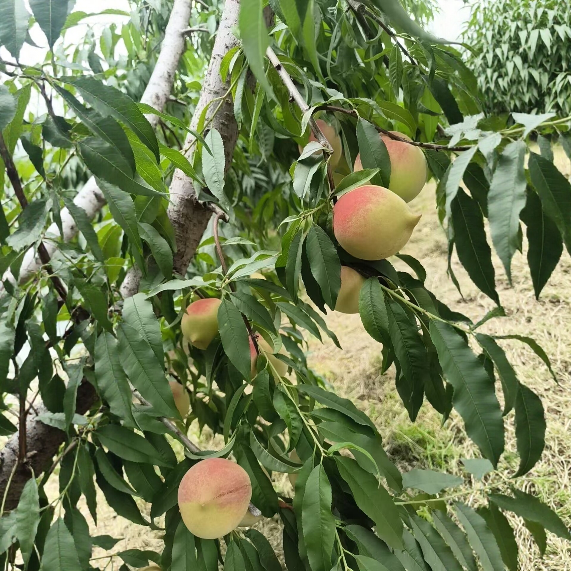 赣州寻乌鹰嘴桃5斤装