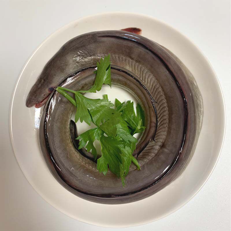 舟山深海海捕野生新鲜冷冻海鳗鱼鳗鱼饭海鲜生鲜水产2斤