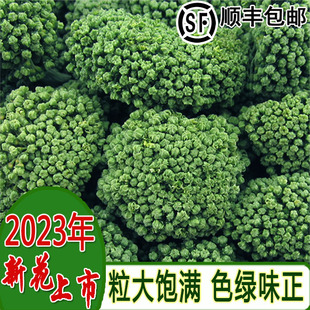 37茶500克田七花非野生文山特产 2023年新三七花云南文山特级正品