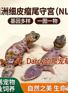 澳洲瘤尾守宫（nlp）各种性别基因  一图一物