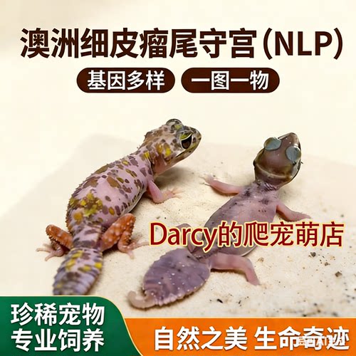 澳洲瘤尾守宫NLP一图一物
