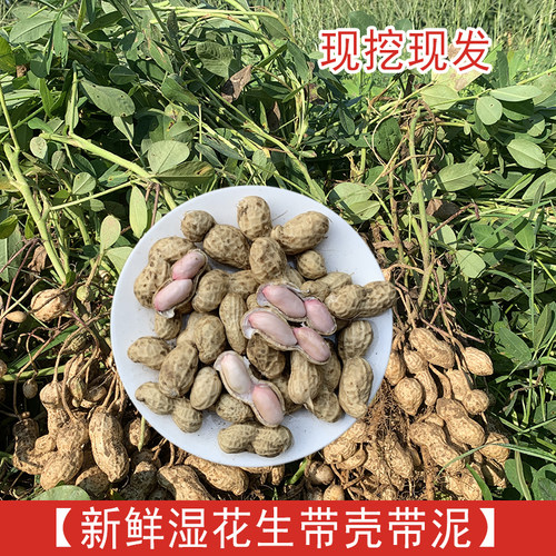 2026新鲜带壳粉皮湿花生现挖现发