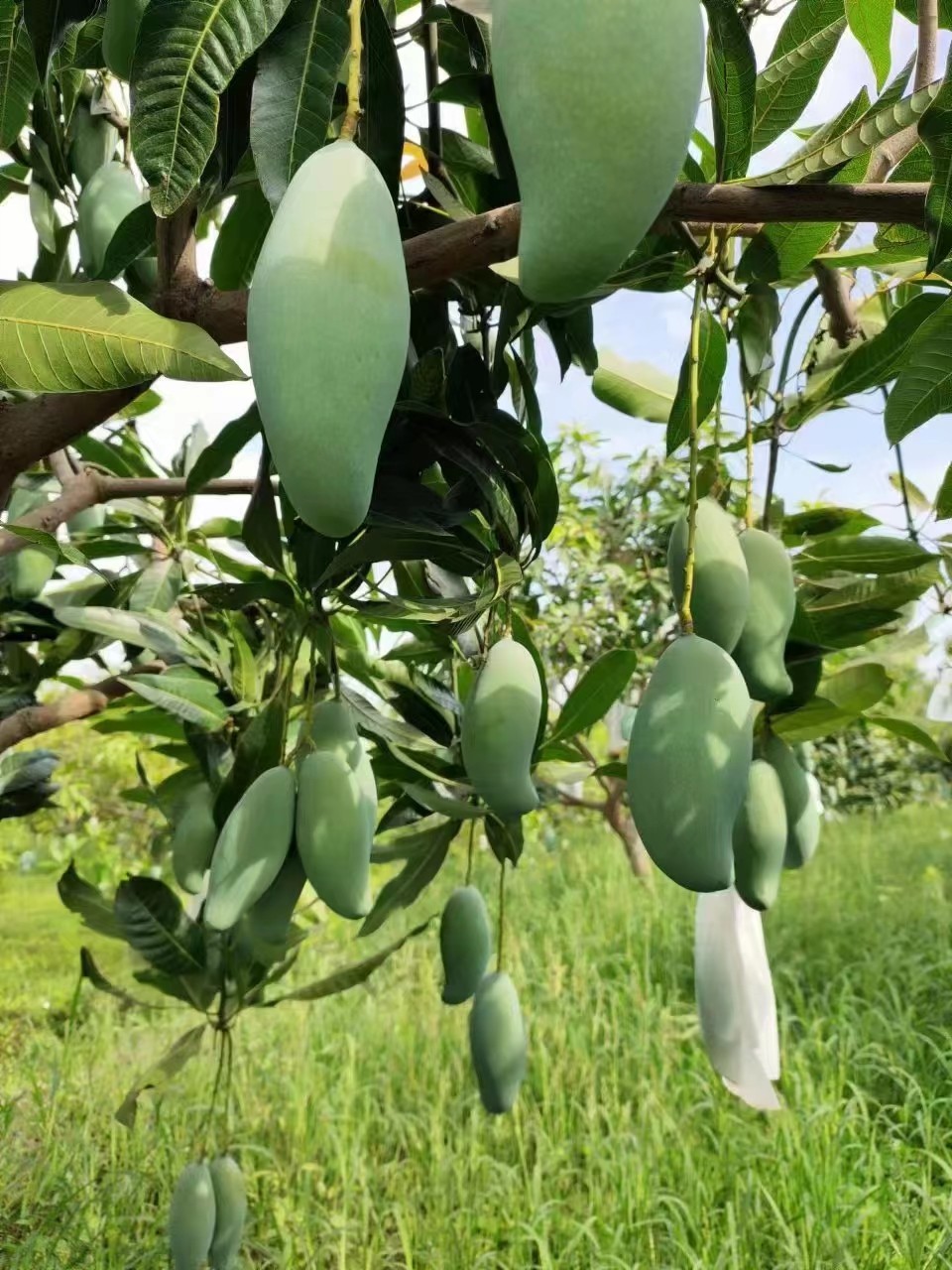 百色芒果田东原产地直销 桂七大果 10斤装一件包邮