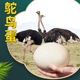 3斤大号蛋新鲜鸵鸟蛋食用非洲驼鸟蛋特超大蛋端午五月节礼盒