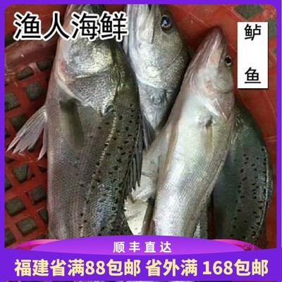 海鲈鱼船冻鲈鱼肉嫩新鲜美味