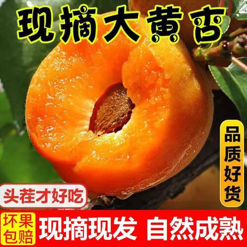 2026年当季新鲜大黄杏自然成熟酸甜杏子孕妇生鲜水果整箱现摘现