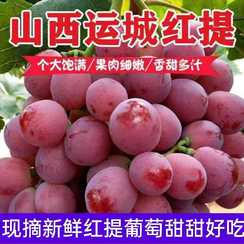 2025新鲜现摘红地球有籽红提葡萄红提子脆提子孕妇水果整箱包邮