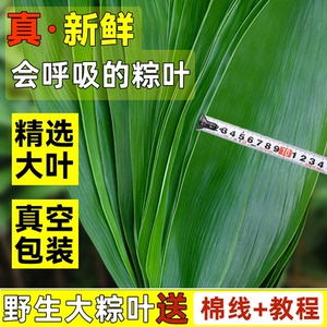 2024新鲜粽子叶干野生大号大码芦苇现摘包粽叶子大箬叶新叶专用