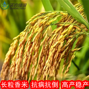 晶两优534冠两优华占贡两优粤农丝苗桂香优108杂交水稻种子香谷种