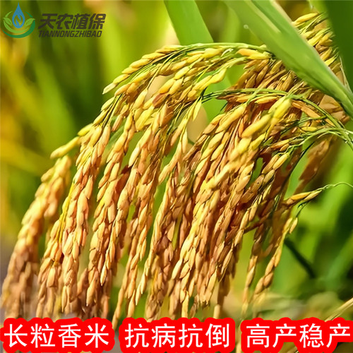 晶两优534晶两优华占杂交水稻种