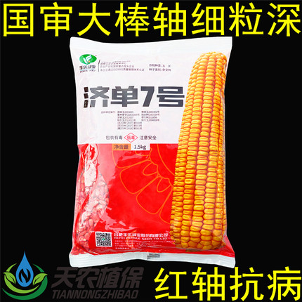 丰乐 济单7号 剂单七号 杂交玉米种子矮大棒高产大田饲料玉米种籽