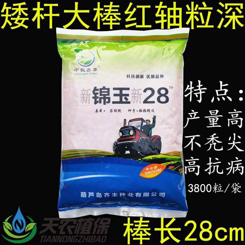 新锦玉28杂交玉米种子红轴矮杆大棒高产抗病抗倒大田饲料玉米种籽